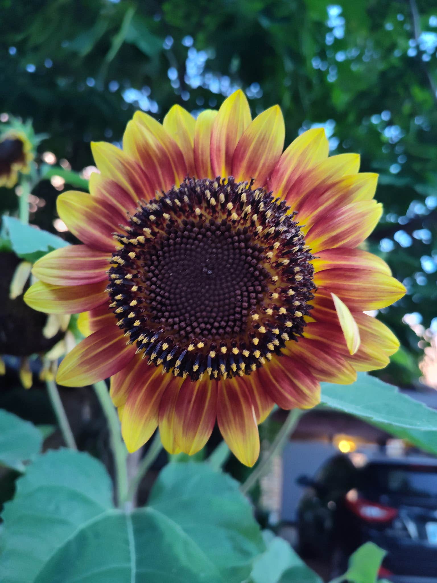 Camper-submitted photo at OK Treehouse near Midwest City, OK