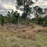 Review photo of Okaloacoochee Slough - Overflow Campground by Roger W., February 2, 2024