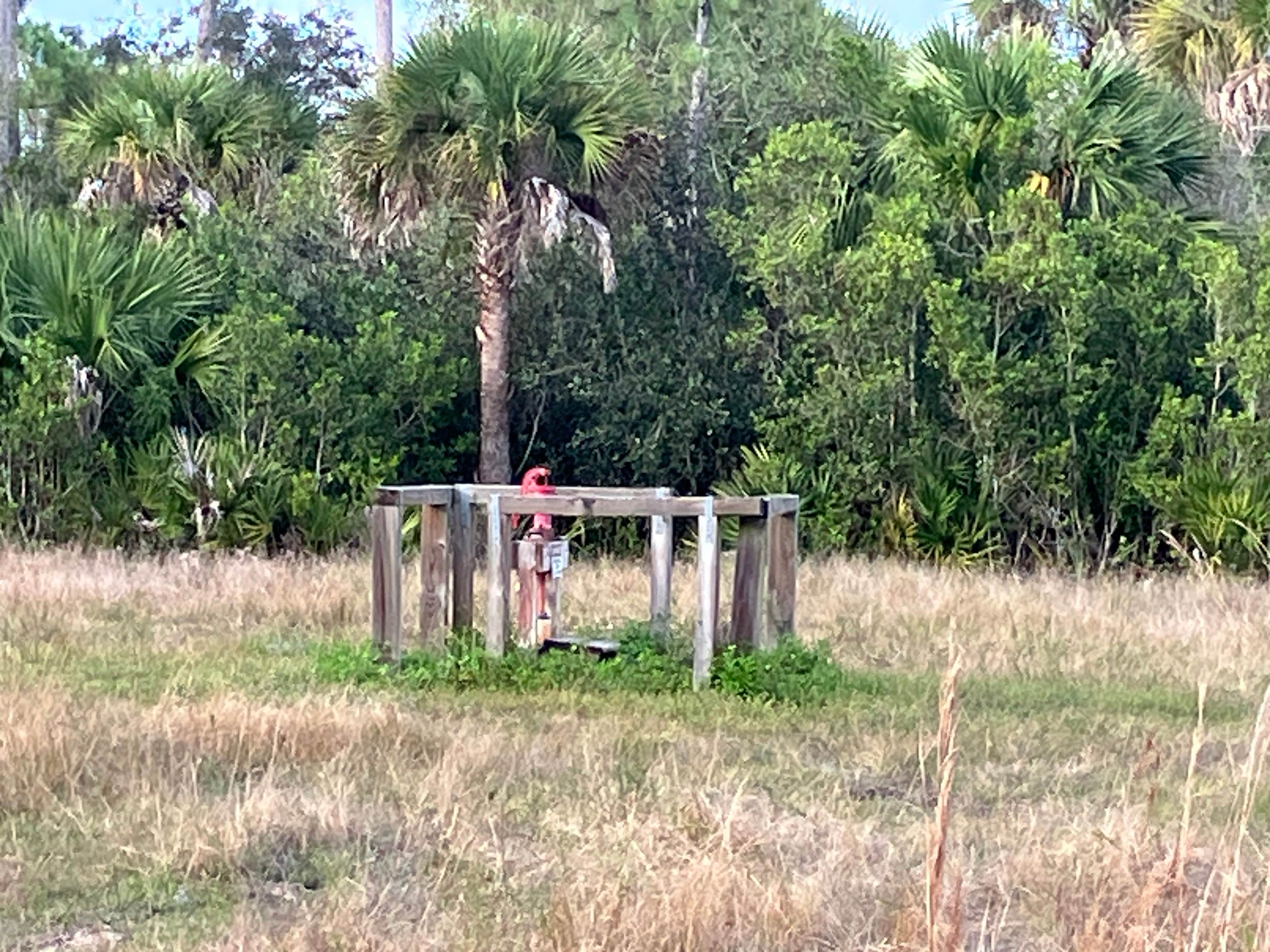 Camper-submitted photo at Okaloacoochee Slough Overflow Campground near Naples, FL