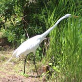 Review photo of Okefenokee National Wildlife Refuge Camping by Joel R., June 13, 2025