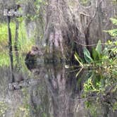 Review photo of Okefenokee National Wildlife Refuge Camping by Joel R., June 13, 2025