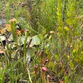 Review photo of Okefenokee Pastimes Cabins and Campground by Joel R., June 13, 2025