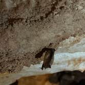 Review photo of Alabaster Caverns State Park Campground by Ilce H., May 1, 2026