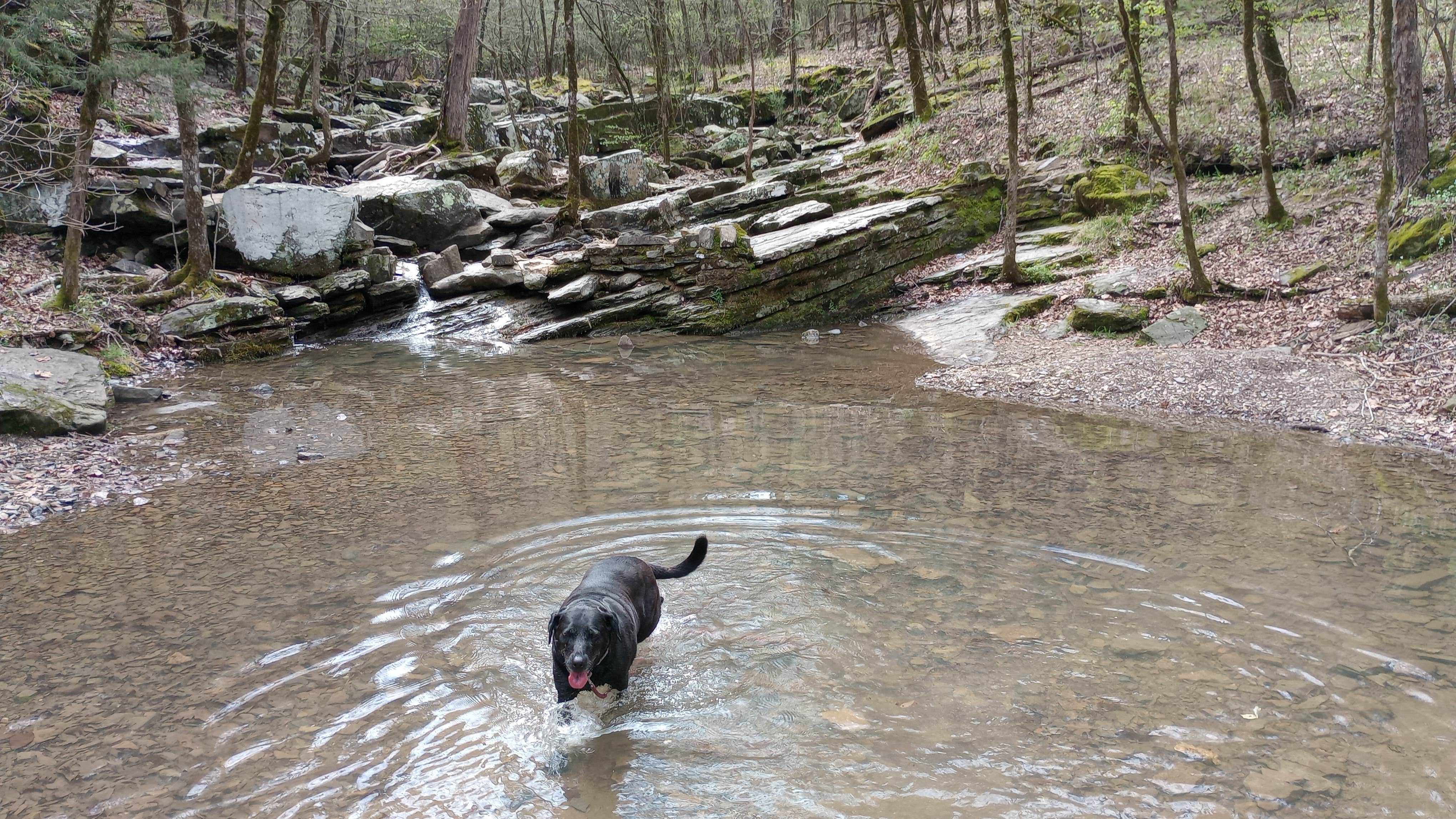 Paul B.'s photo of camping with pets at Beavers Bend State Park Campground near Millwood Lake