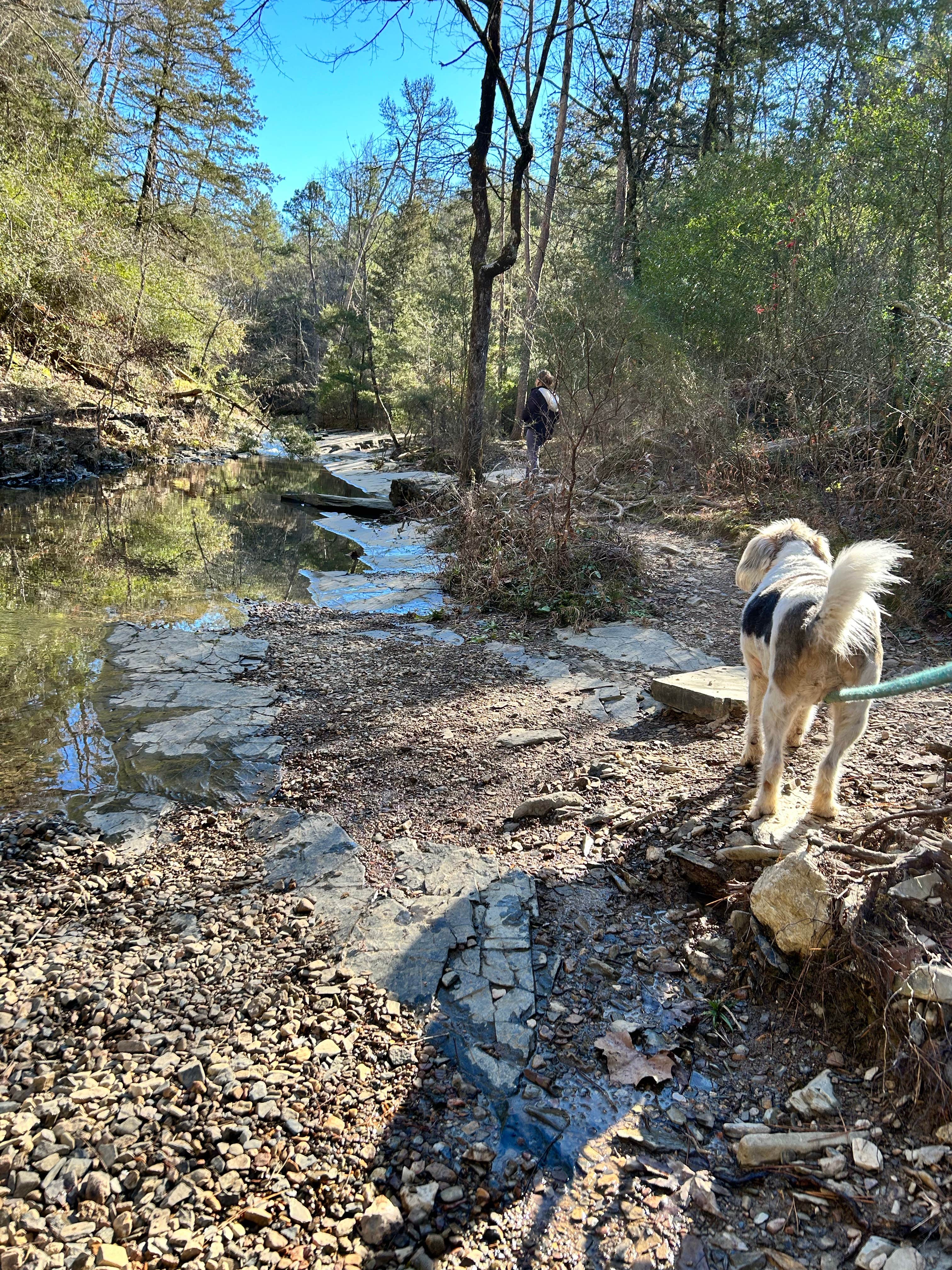 Sarah S.'s photo of camping with pets at Beavers Bend State Park Campground near Gillham, AR