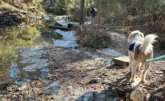 Sarah S.'s photo of camping with pets at Beavers Bend State Park Campground near Gillham, AR