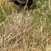 Review photo of Black Mesa State Park Campground by steven &., May 10, 2026