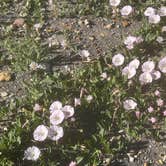 Review photo of Black Mesa State Park Campground by Ursula , May 21, 2025