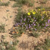 Review photo of Black Mesa State Park Campground by Ursula , May 21, 2025