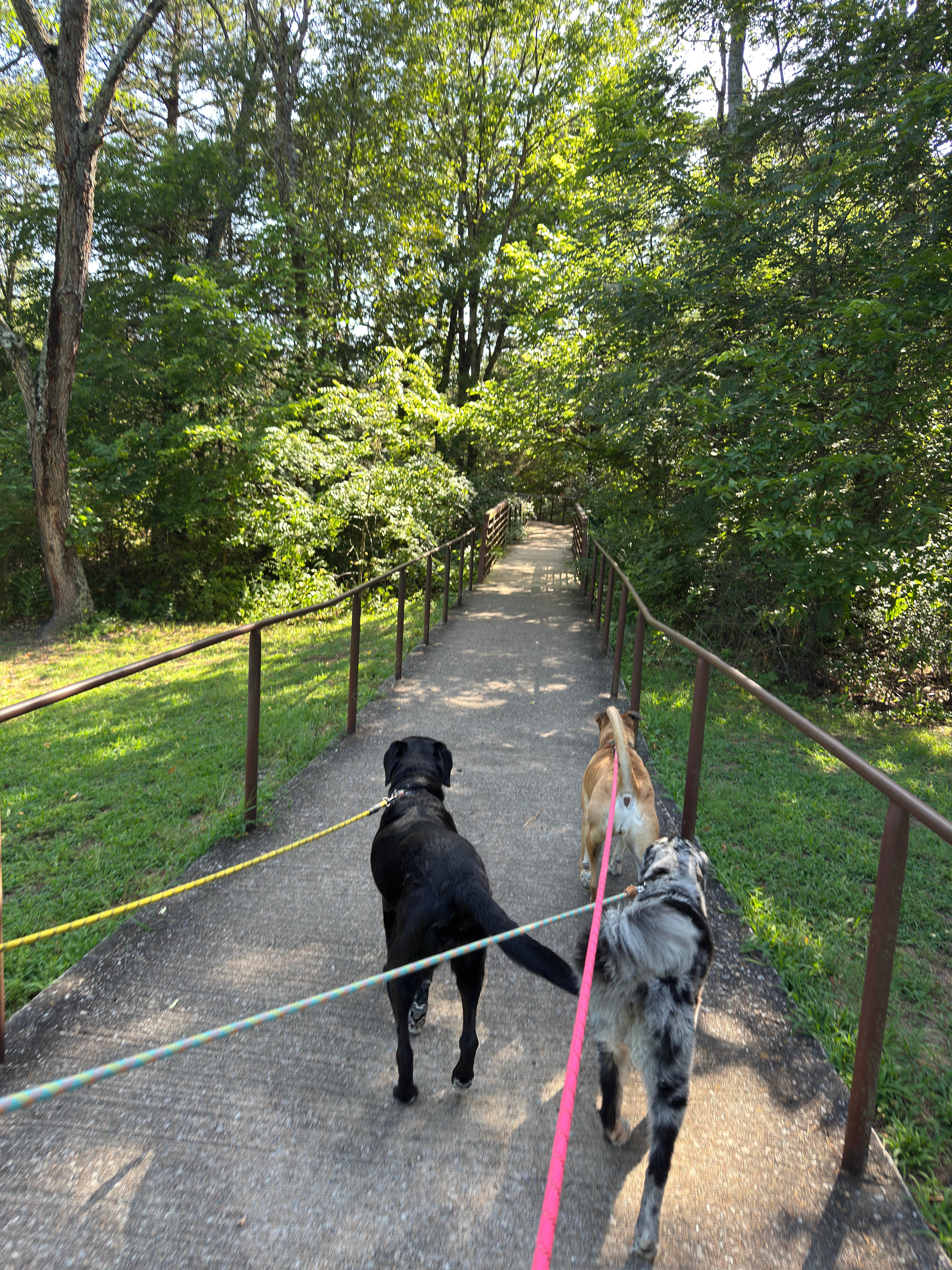 Jennifer O.'s photo of camping with pets at Natural Falls State Park Campground near Fayetteville, AR