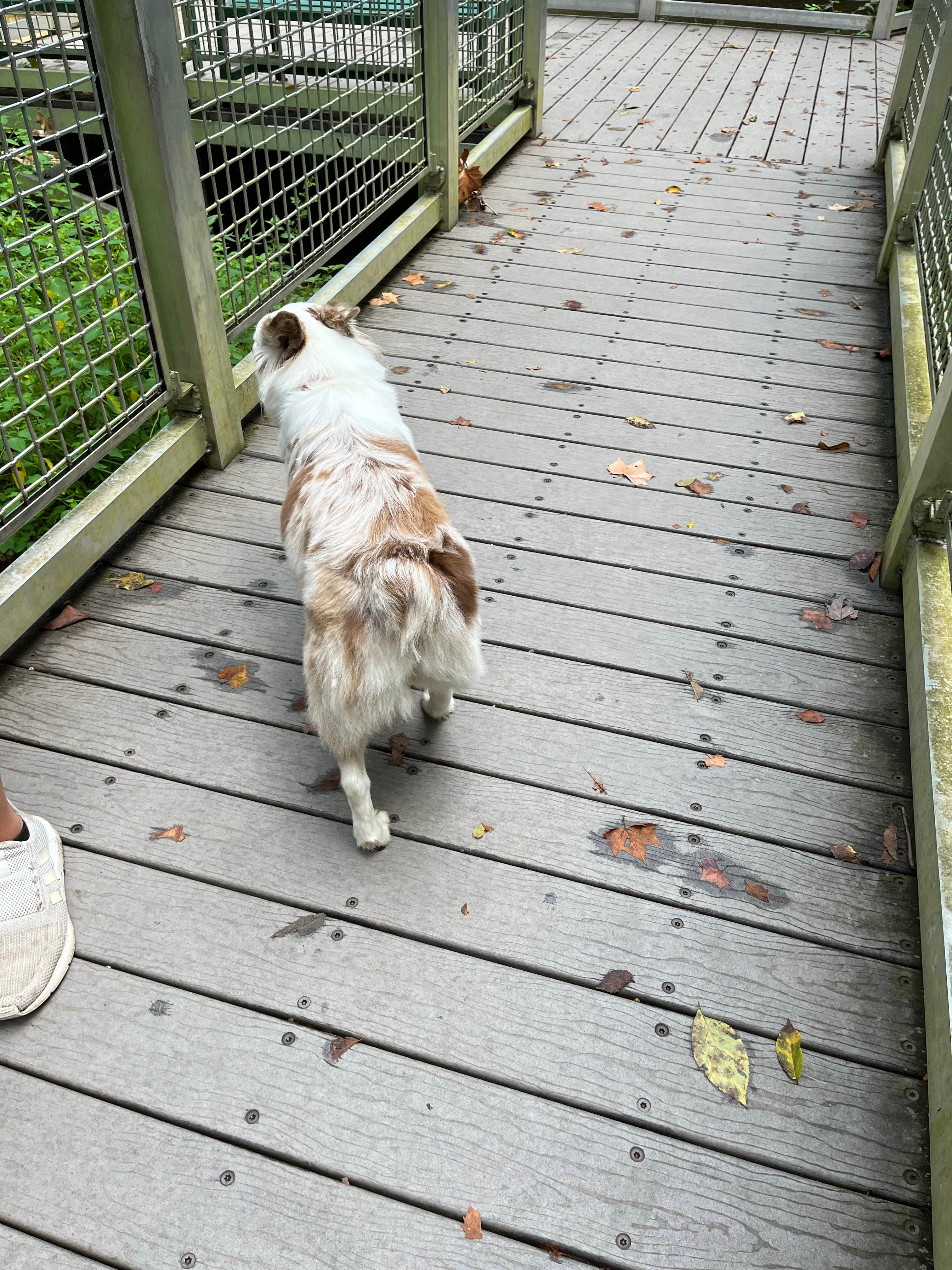 shelby  C.'s photo of camping with pets at Natural Falls State Park Campground near Tahlequah, OK
