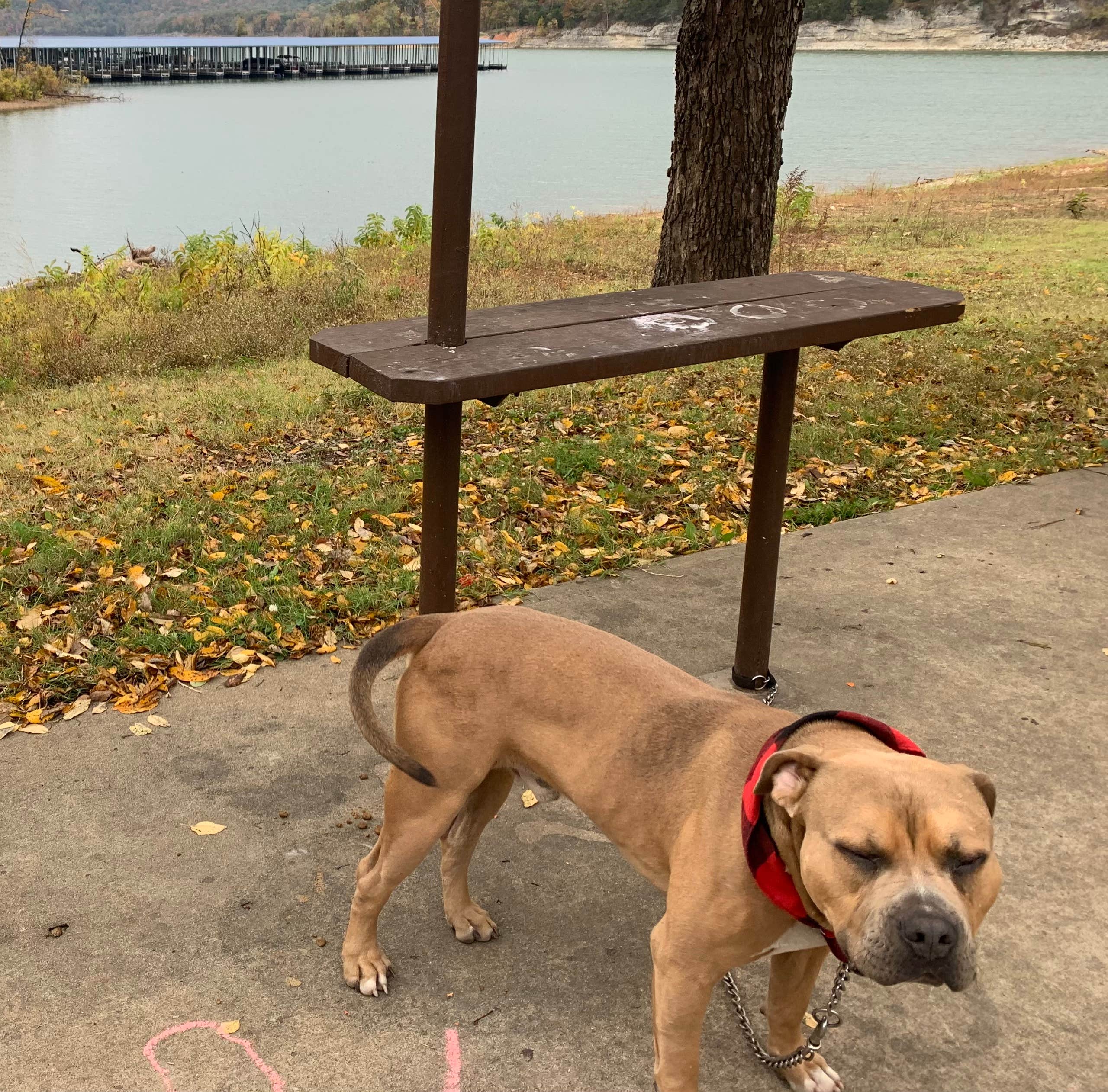Elizabeth B.'s photo of camping with pets at Pettit Bay near Vian, OK