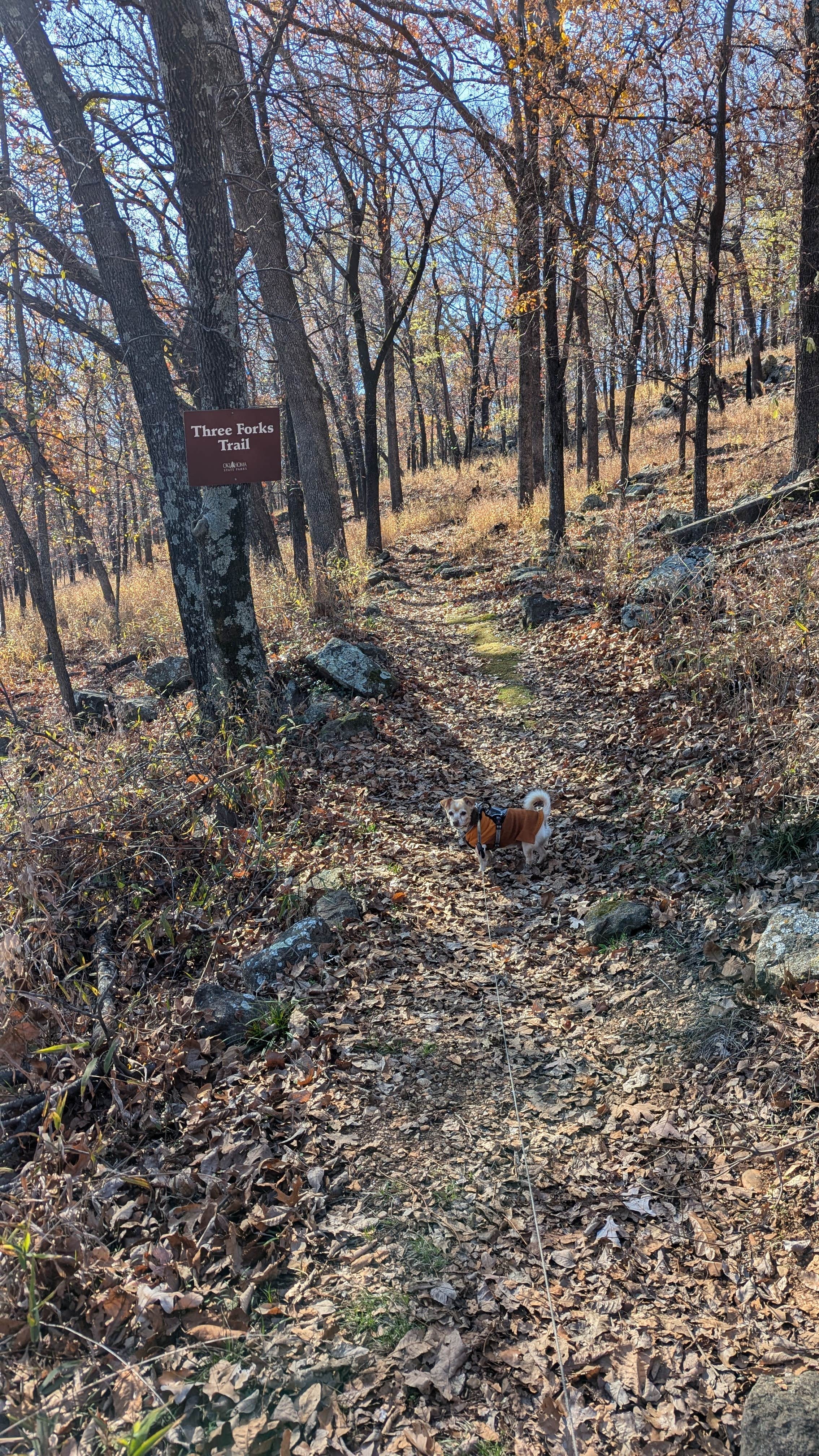 Leni K.'s photo of camping with pets at Sequoyah State Park - Marina and Cabins near Muskogee, OK