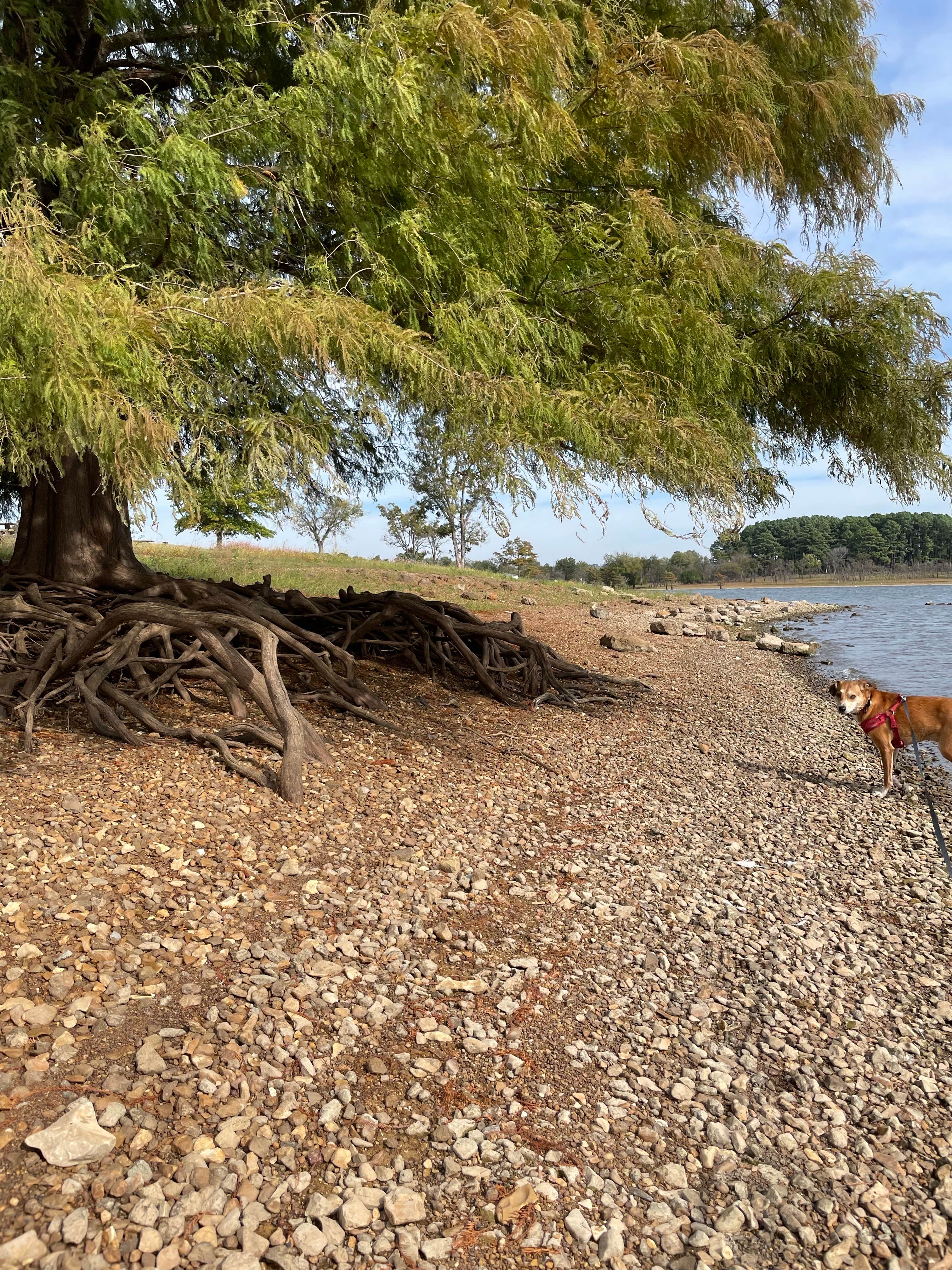 Jenny's photo of camping with pets at Sequoyah State Park - Marina and Cabins near Muskogee, OK
