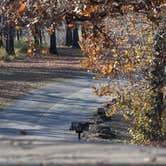 Review photo of Sequoyah State Park - Marina and Cabins by Leni K., December 16, 2024