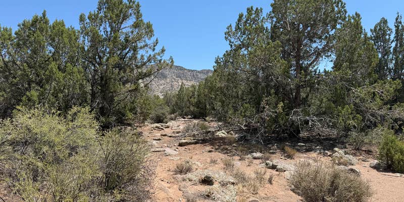 Camper submitted image from Old 91 Dispersed