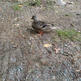 Review photo of Old Forge Camping Resort by Leighla S., July 16, 2026