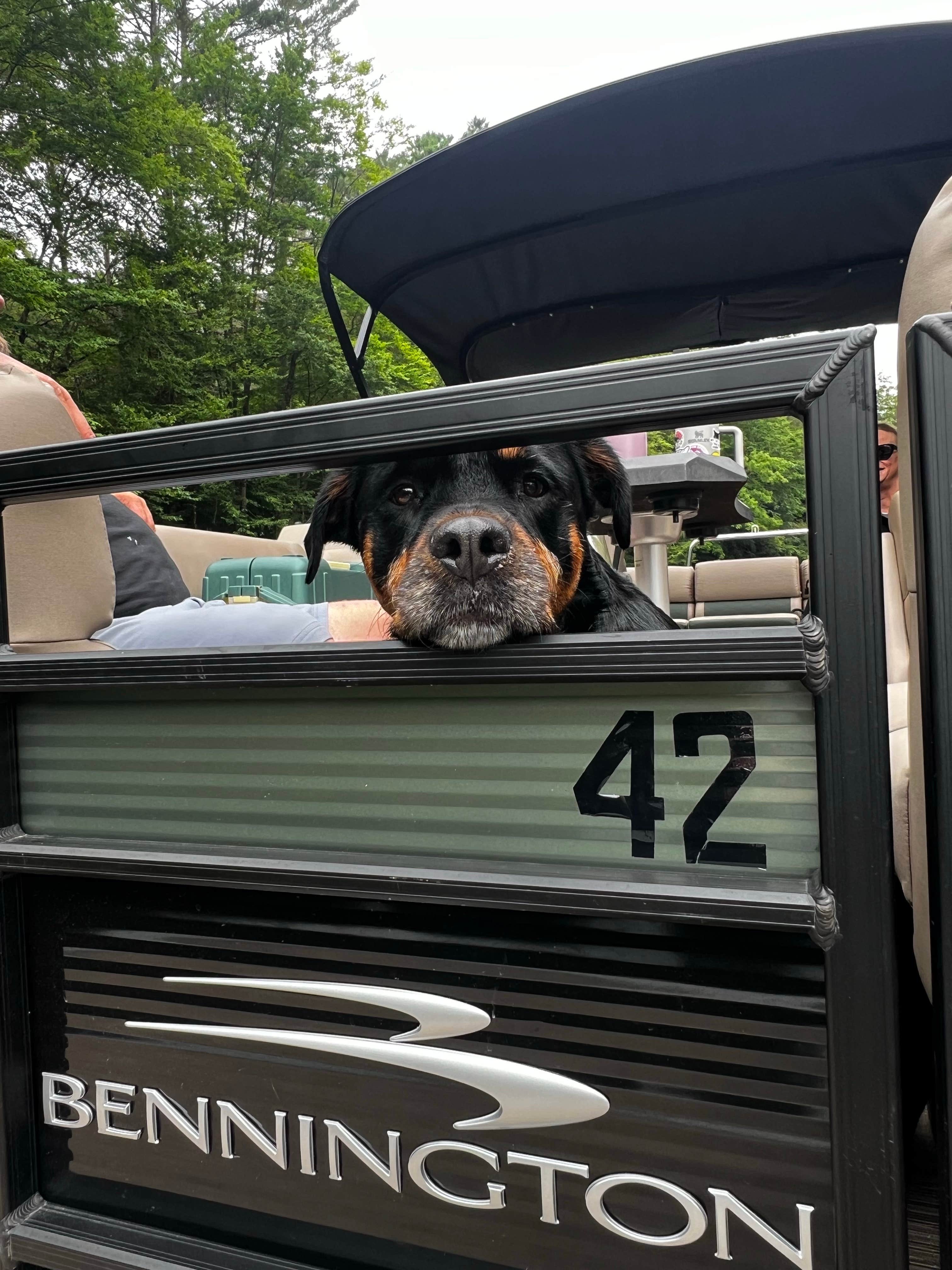 Ryan M.'s photo of camping with pets at Old Forge Camping Resort near Pine Hill, NY
