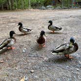 Review photo of Old Forge Camping Resort by Leighla S., July 16, 2026