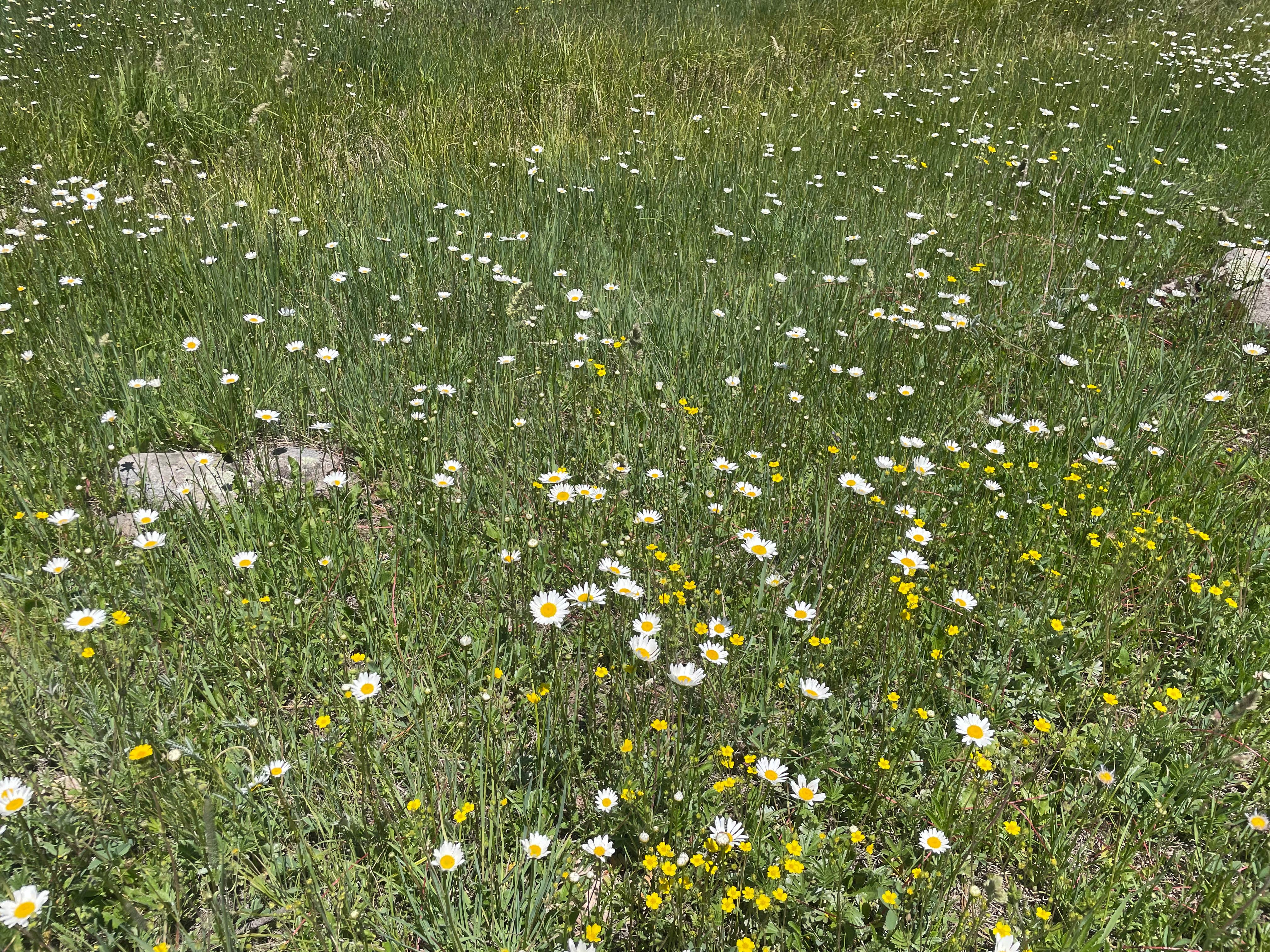 Camper-submitted photo at Old lime creek road beaver bond near Purgatory, CO