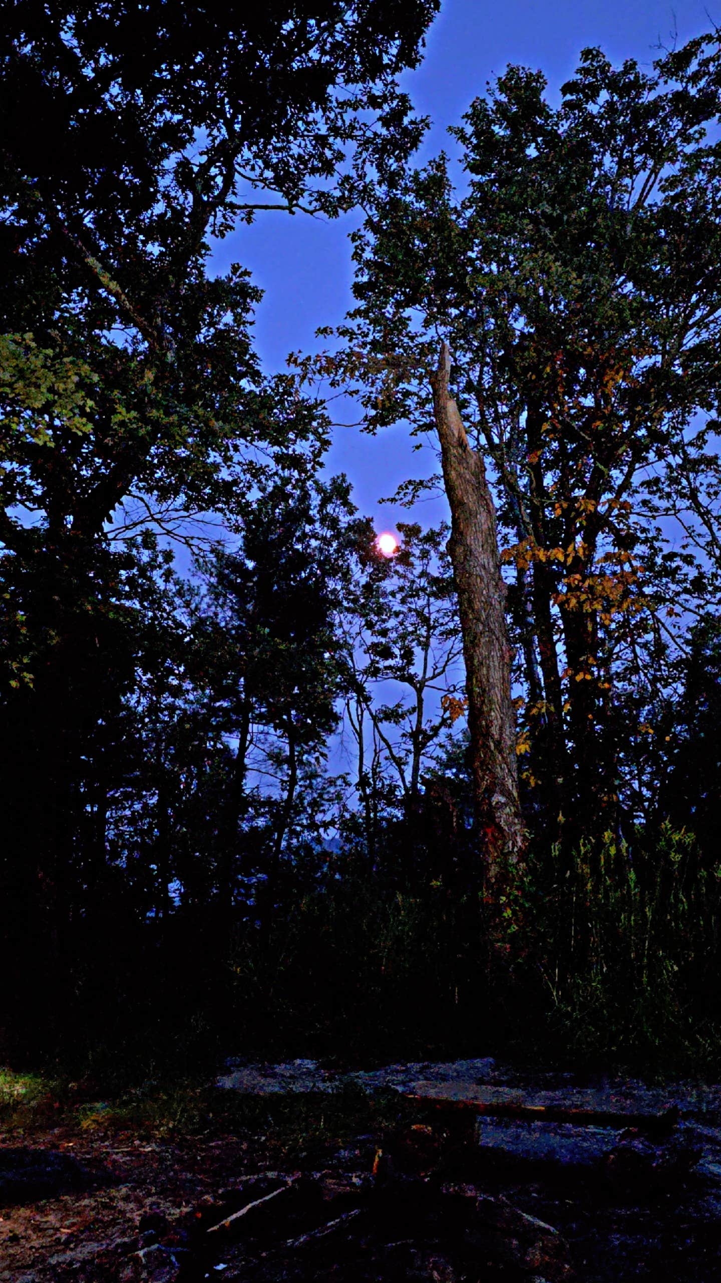 Camper-submitted photo at Old NC 105 Dispersed near Linville Falls, NC