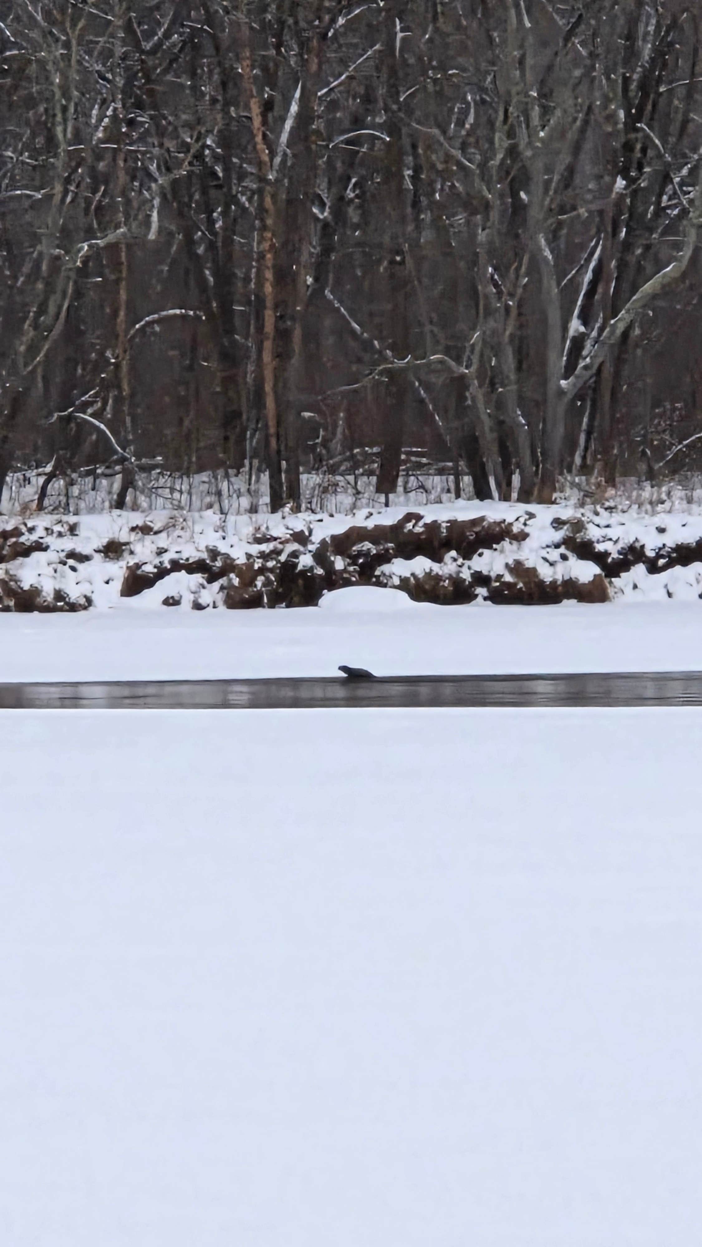 Camper-submitted photo at Old Railroad Bridge near Milaca, MN