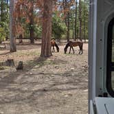 Review photo of Old Rim Road/ Forest Road 171 Dispersed by Ethan B., June 12, 2025