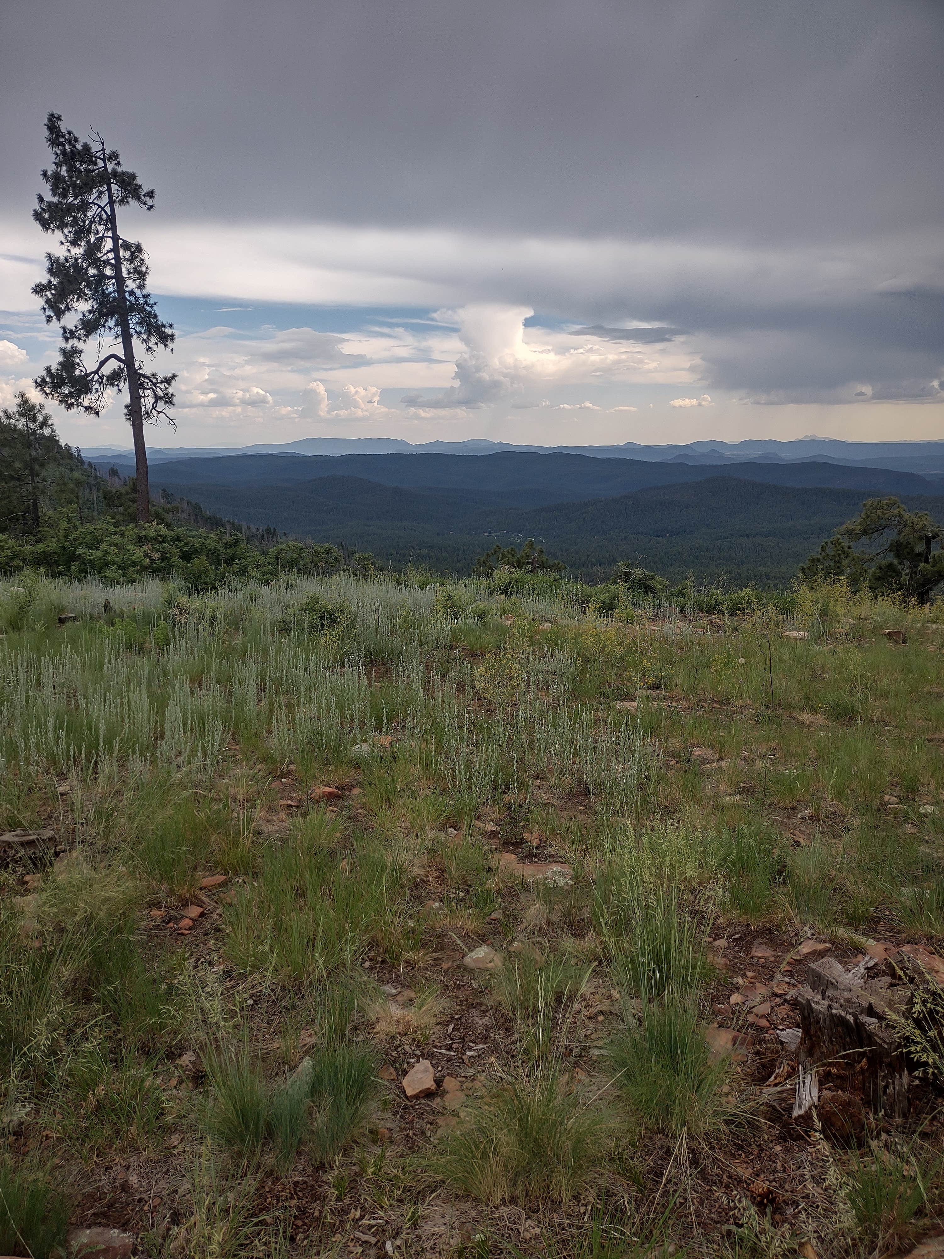 Camper-submitted photo at Old Rim Road/ Forest Road 171 Dispersed near Young, AZ