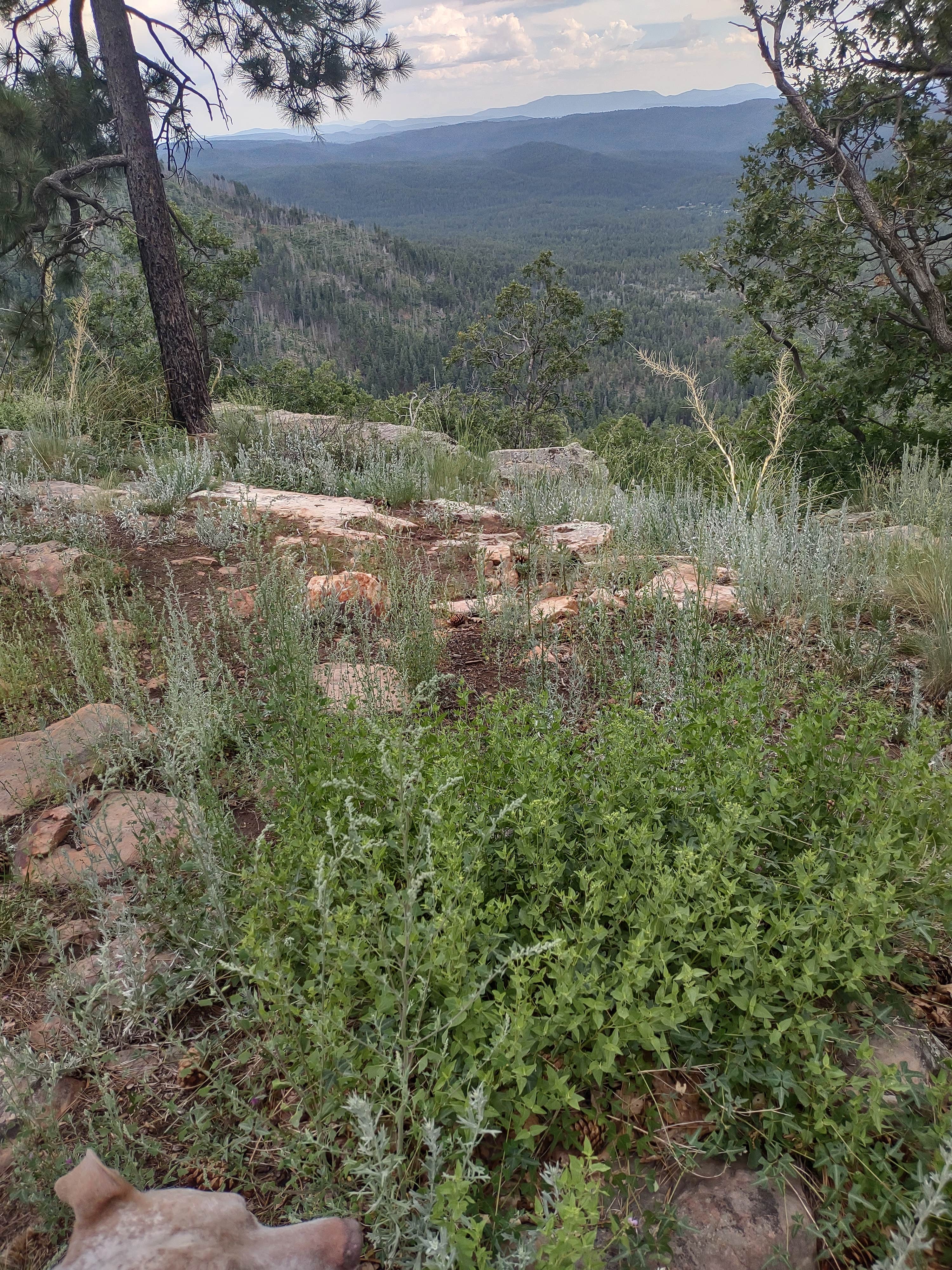 Patrick C.'s photo of camping with pets at Old Rim Road/ Forest Road 171 Dispersed near Heber-Overgaard, AZ