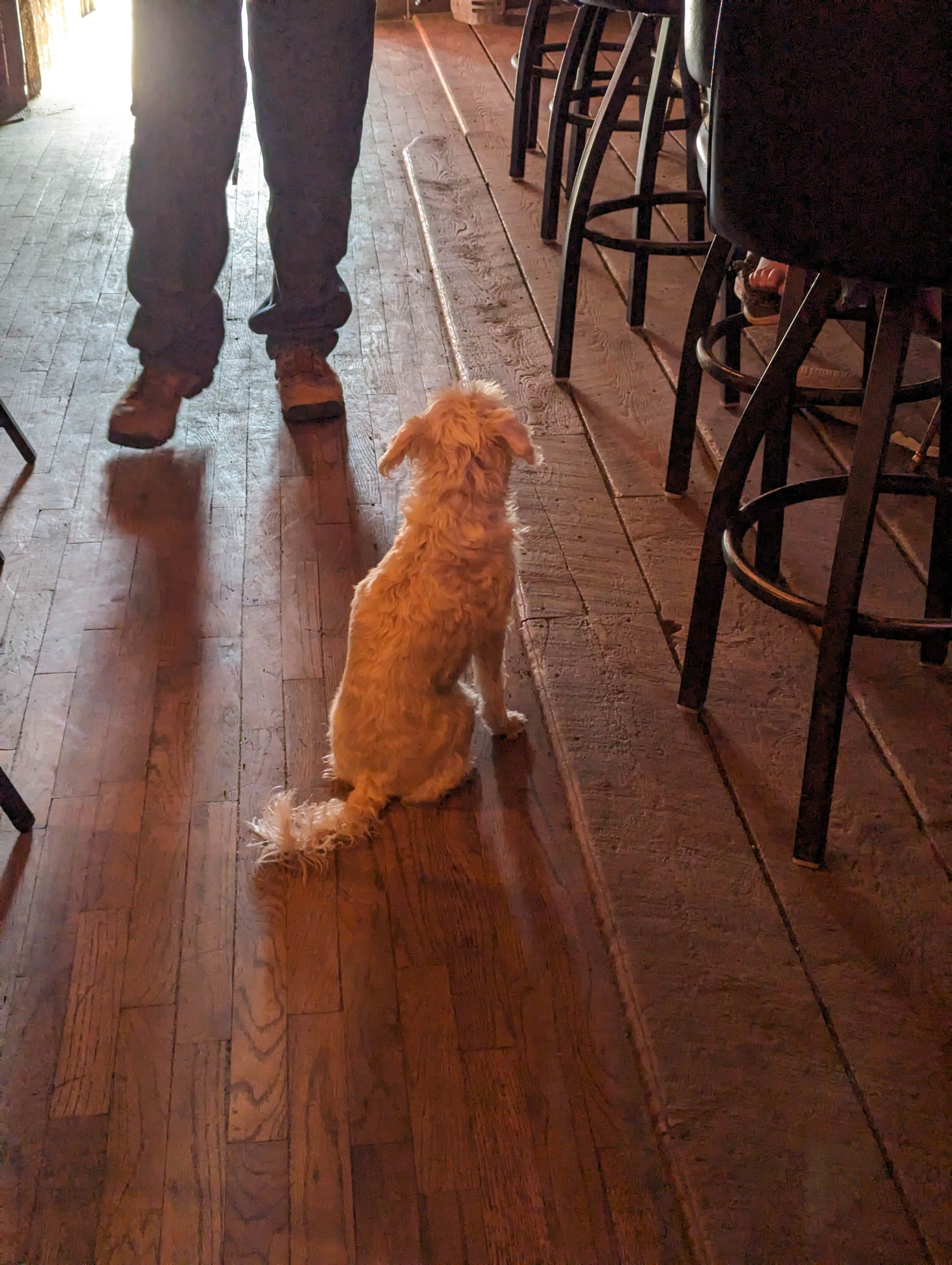 Clay H.'s photo of camping with pets at Old West RV Park near Greycliff, MT