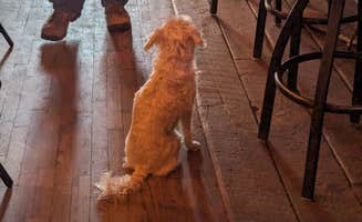 Clay H.'s photo of camping with pets at Old West RV Park near Acton, MT