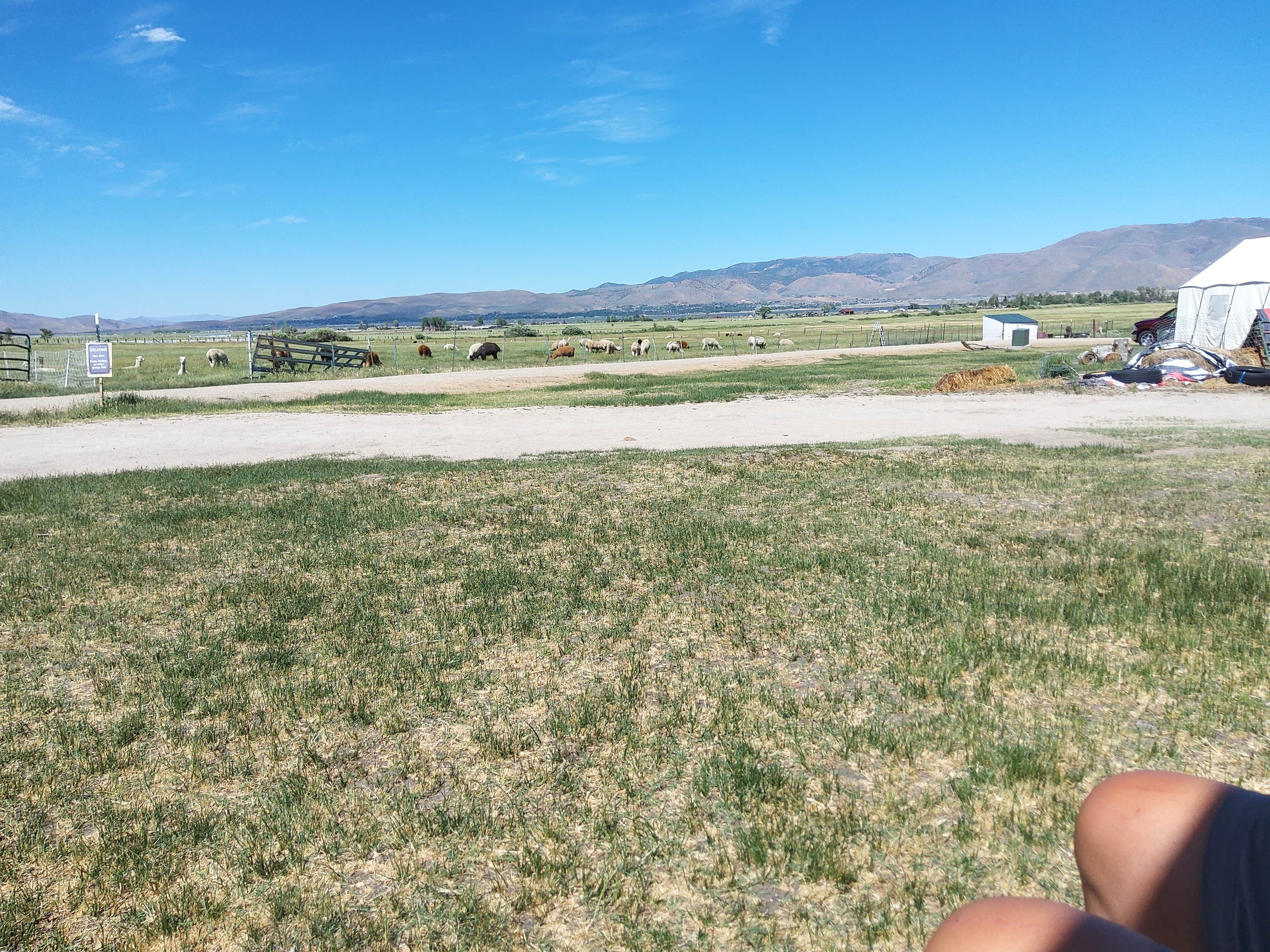 liz E.'s photo of tent camping at Olde LYFE Alpacas on Davis Ranch near South Lake Tahoe, CA