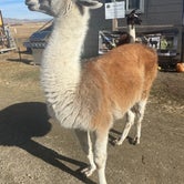 Review photo of Olde LYFE Alpacas on Davis Ranch by Lindsay B., December 29, 2023