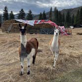 Review photo of Olde LYFE Alpacas on Davis Ranch by Lindsay B., December 29, 2023