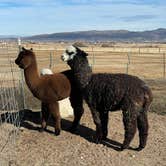 Review photo of Olde LYFE Alpacas on Davis Ranch by Lindsay B., December 29, 2023