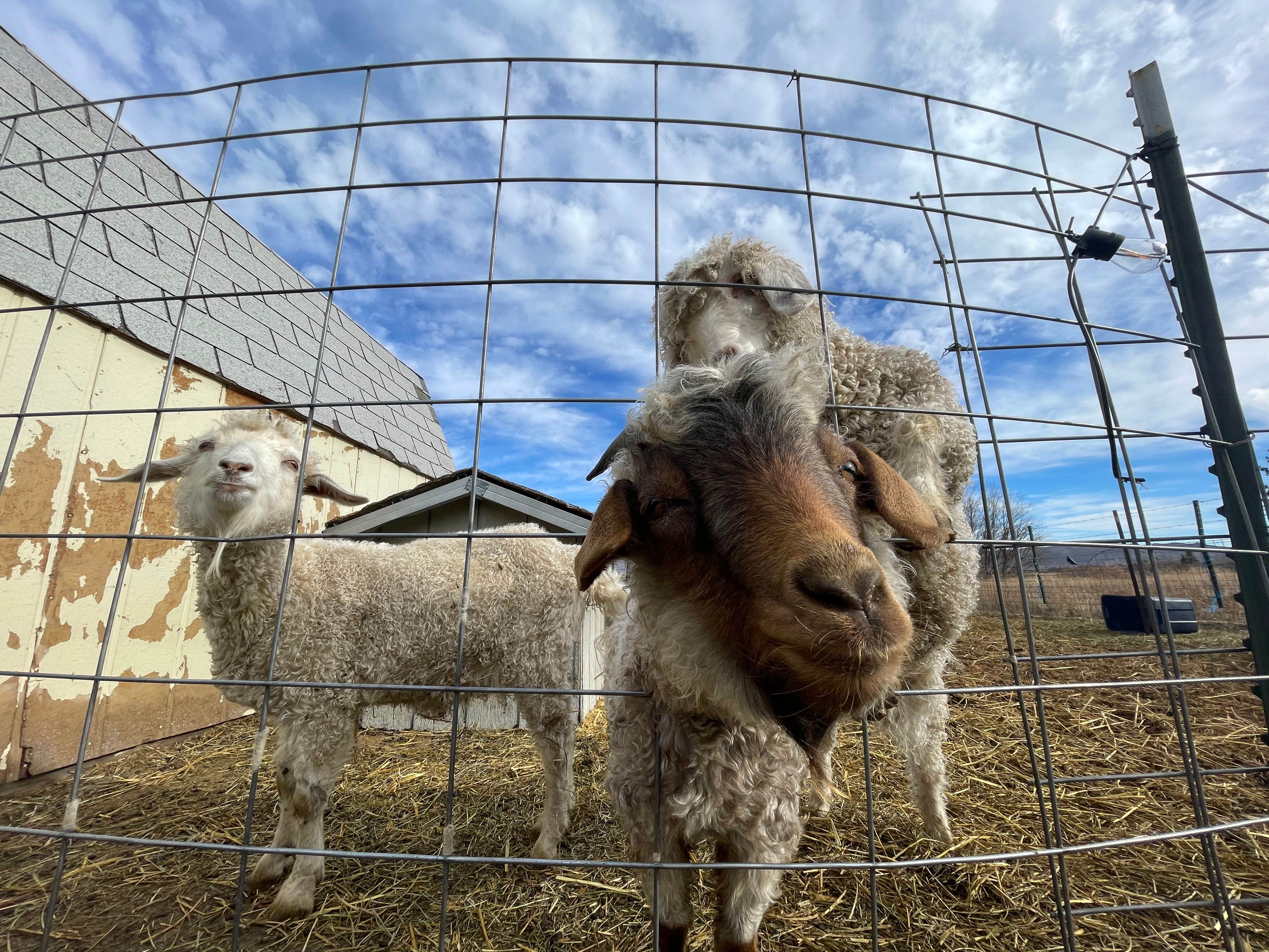 Camper submitted image from Olde LYFE Alpacas on Davis Ranch - 4