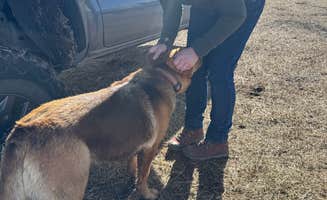 Jeremy M.'s photo of camping with pets at Olde LYFE Alpacas on Davis Ranch near Gardnerville, NV