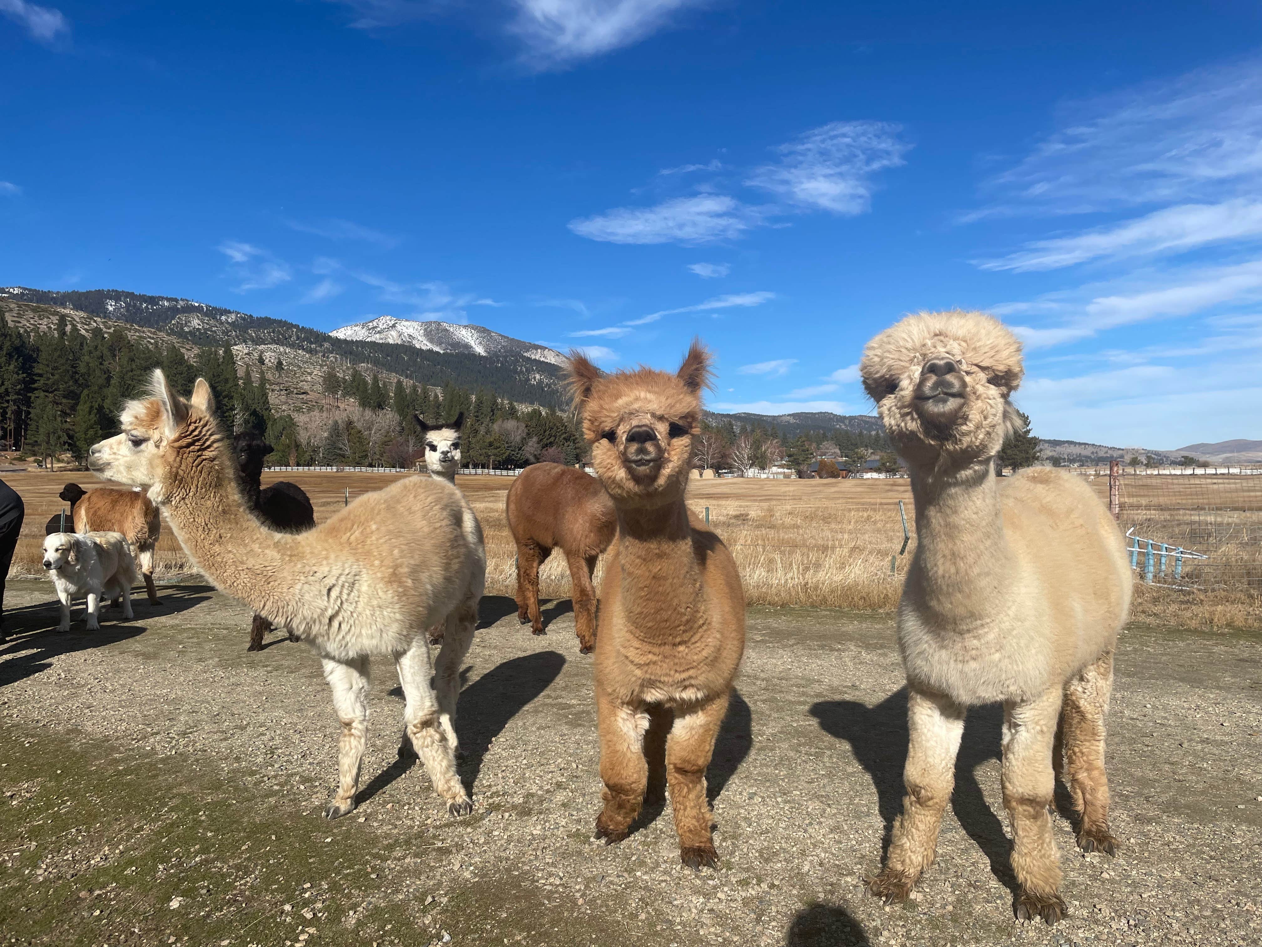 Lindsay B.'s photo of camping with pets at Olde LYFE Alpacas on Davis Ranch near Carson City, NV