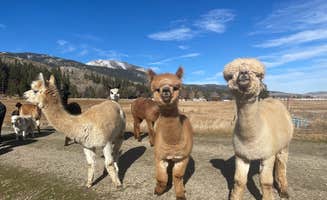 Lindsay B.'s photo of camping with pets at Olde LYFE Alpacas on Davis Ranch near Silver Springs, NV