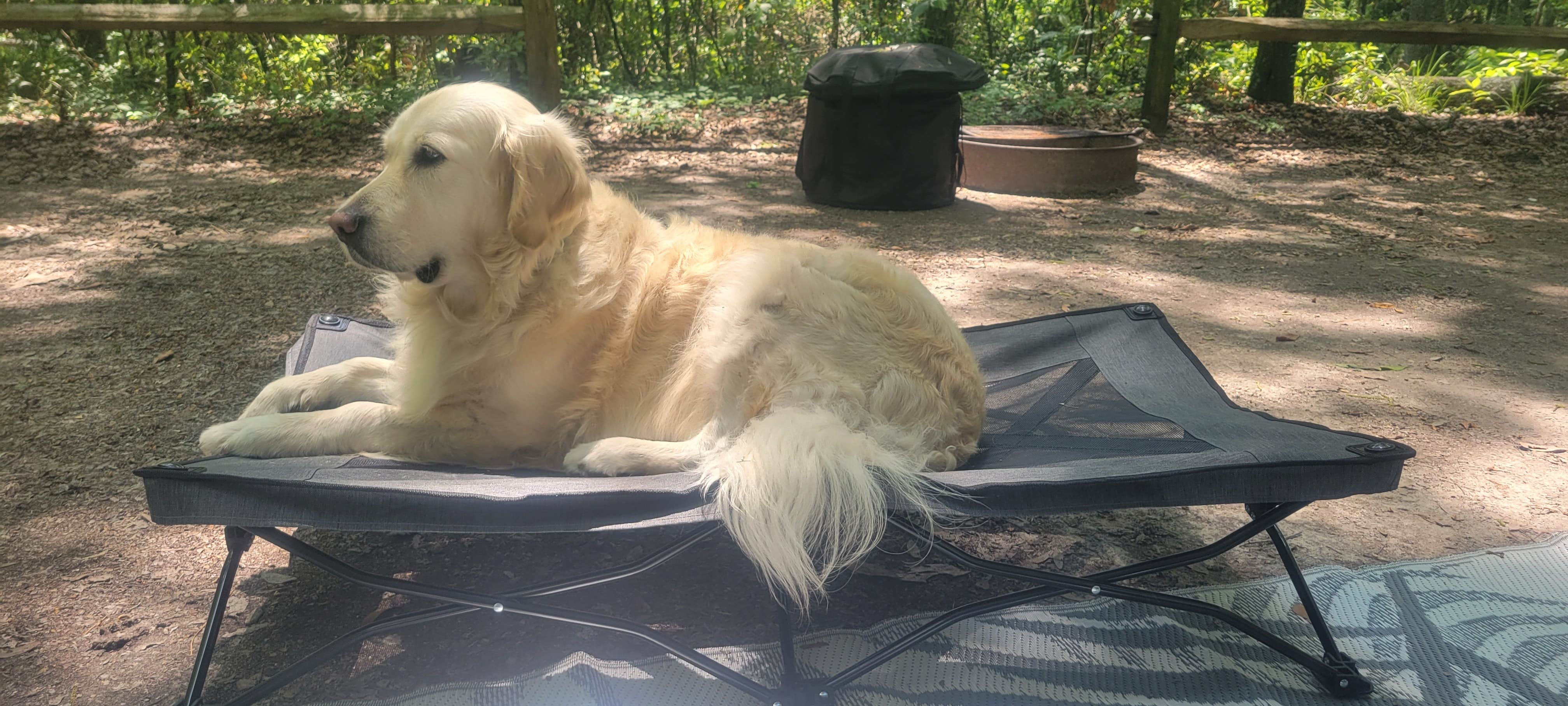 Amy P.'s photo of camping with pets at Magnolia Campground — O'Leno State Park near Osceola National Forest