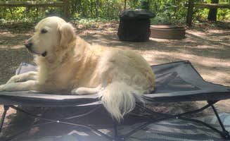Amy P.'s photo of camping with pets at Magnolia Campground — O'Leno State Park near Osceola National Forest