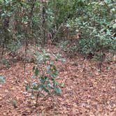 Review photo of Dogwood Campground — O'Leno State Park by Adam B., December 15, 2025