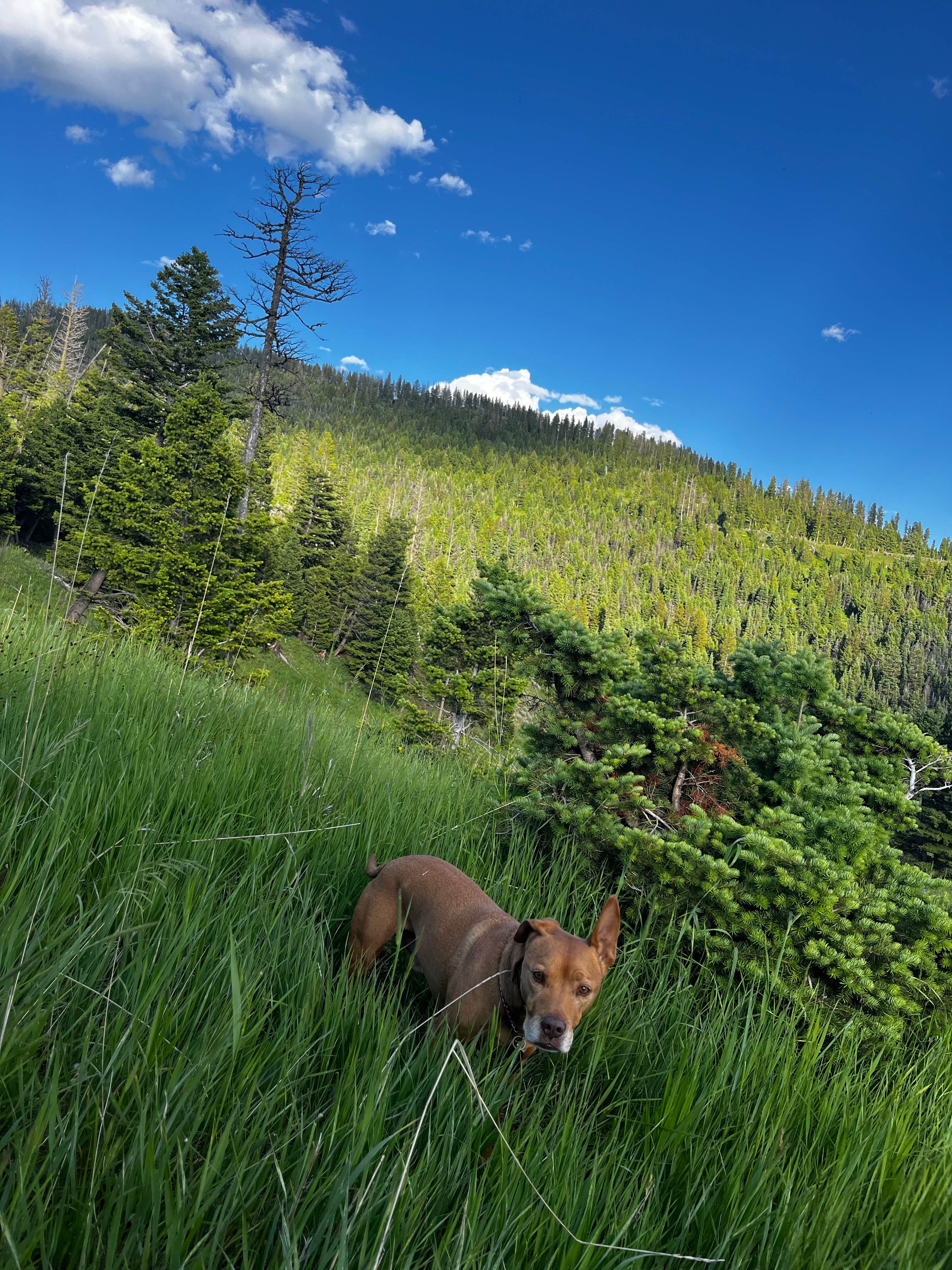 Marasha L.'s photo of camping with pets at Olson Creek Dispersed near Gallatin National Forest