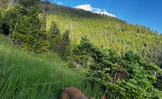 Marasha L.'s photo of camping with pets at Olson Creek Dispersed near Melville, MT
