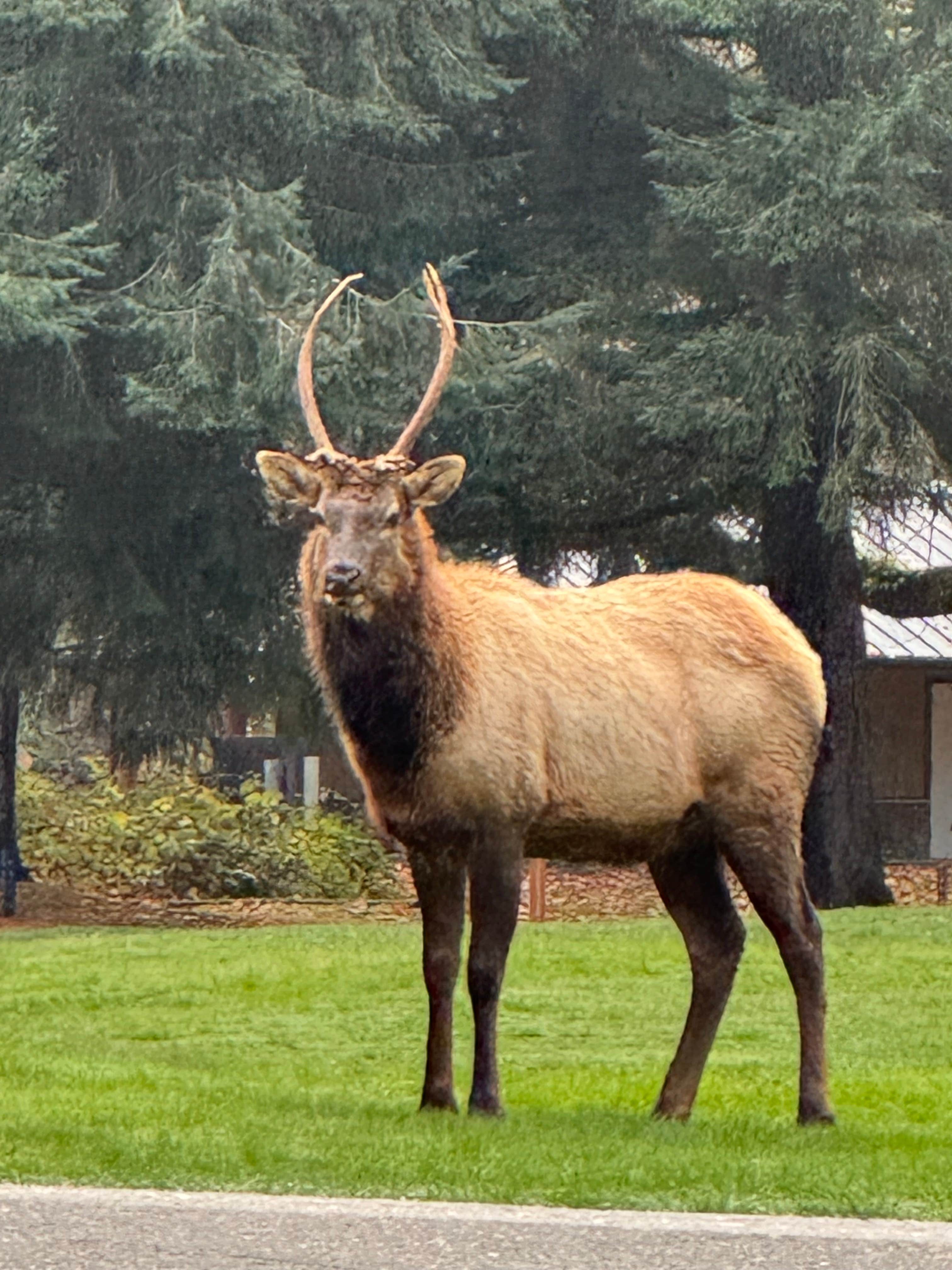 Camper-submitted photo at Olympia Campground near Rochester, WA
