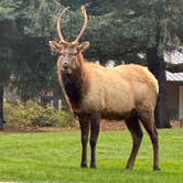 Review photo of Olympia Campground by Steve , November 22, 2025