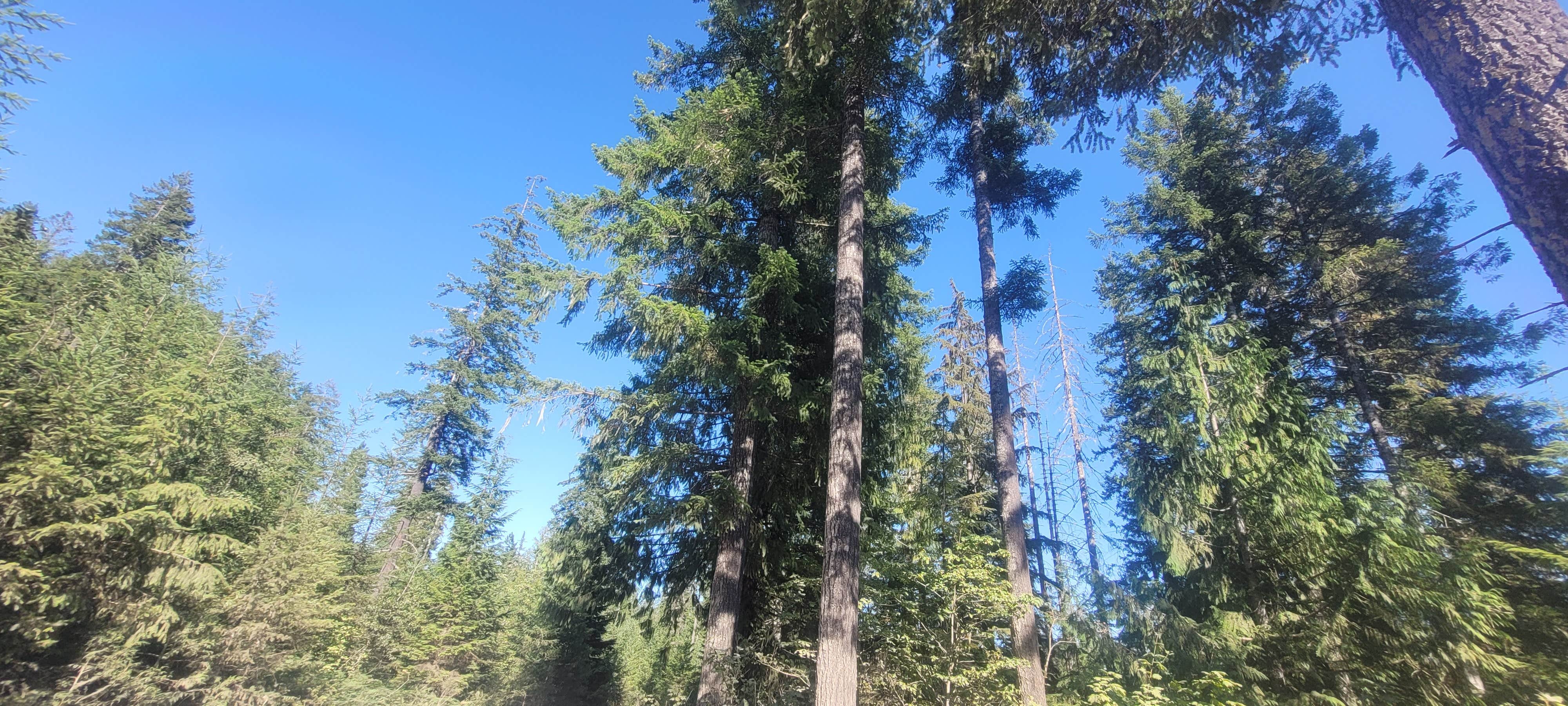 Camping near Lone Ranch Park: Olympic National Forest Falls View Campground, Orient, Washington