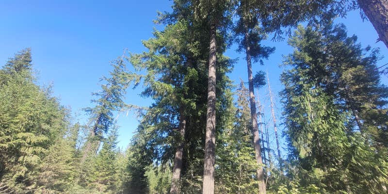 Camper submitted image from Olympic National Forest Falls View Campground