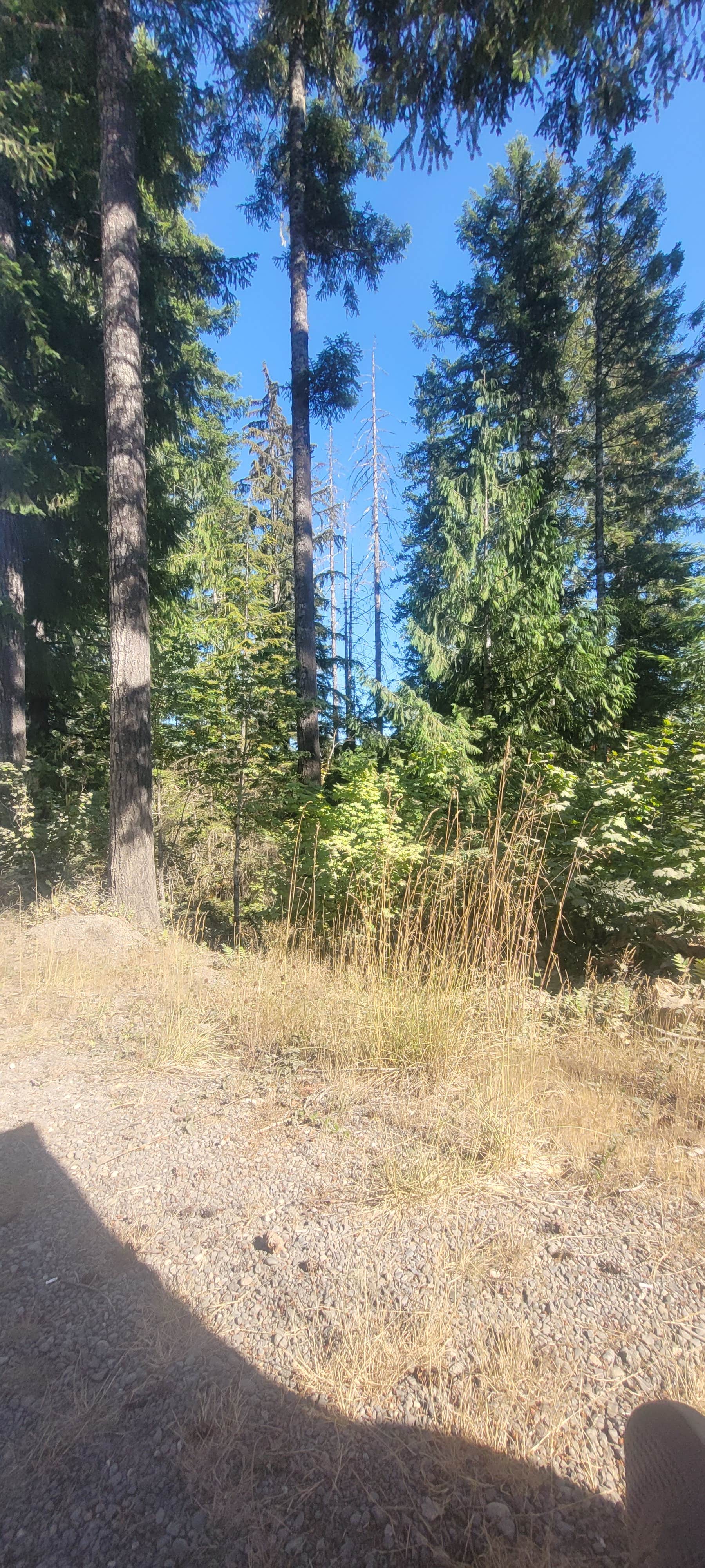 Camper-submitted photo at Olympic National Forest Falls View Campground near Northport, WA