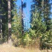 Review photo of Olympic National Forest Falls View Campground by Steve M., August 5, 2024